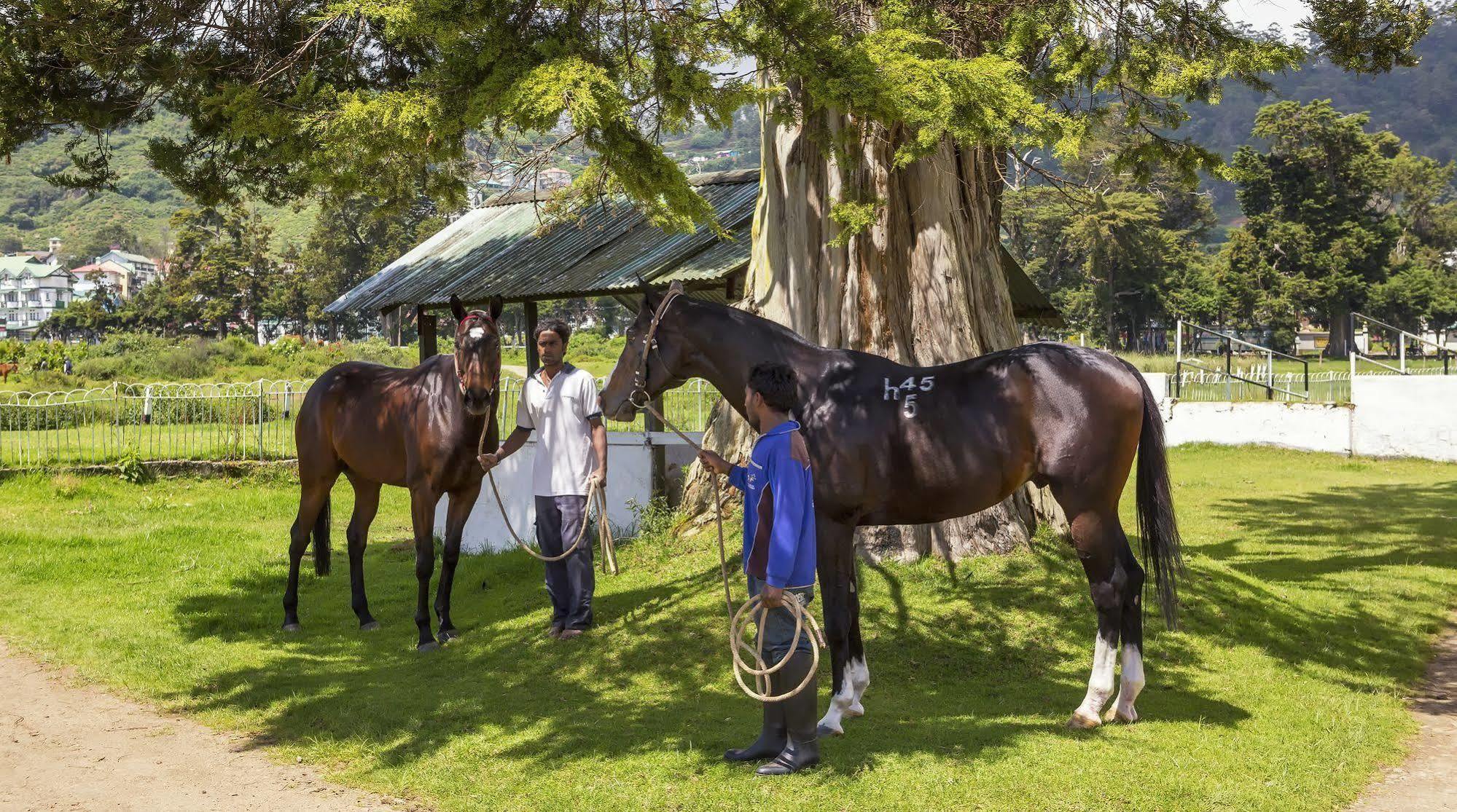 Hill Rise Luxury Villa & Stables By Edwards Collection Нувара-Елія Екстер'єр фото